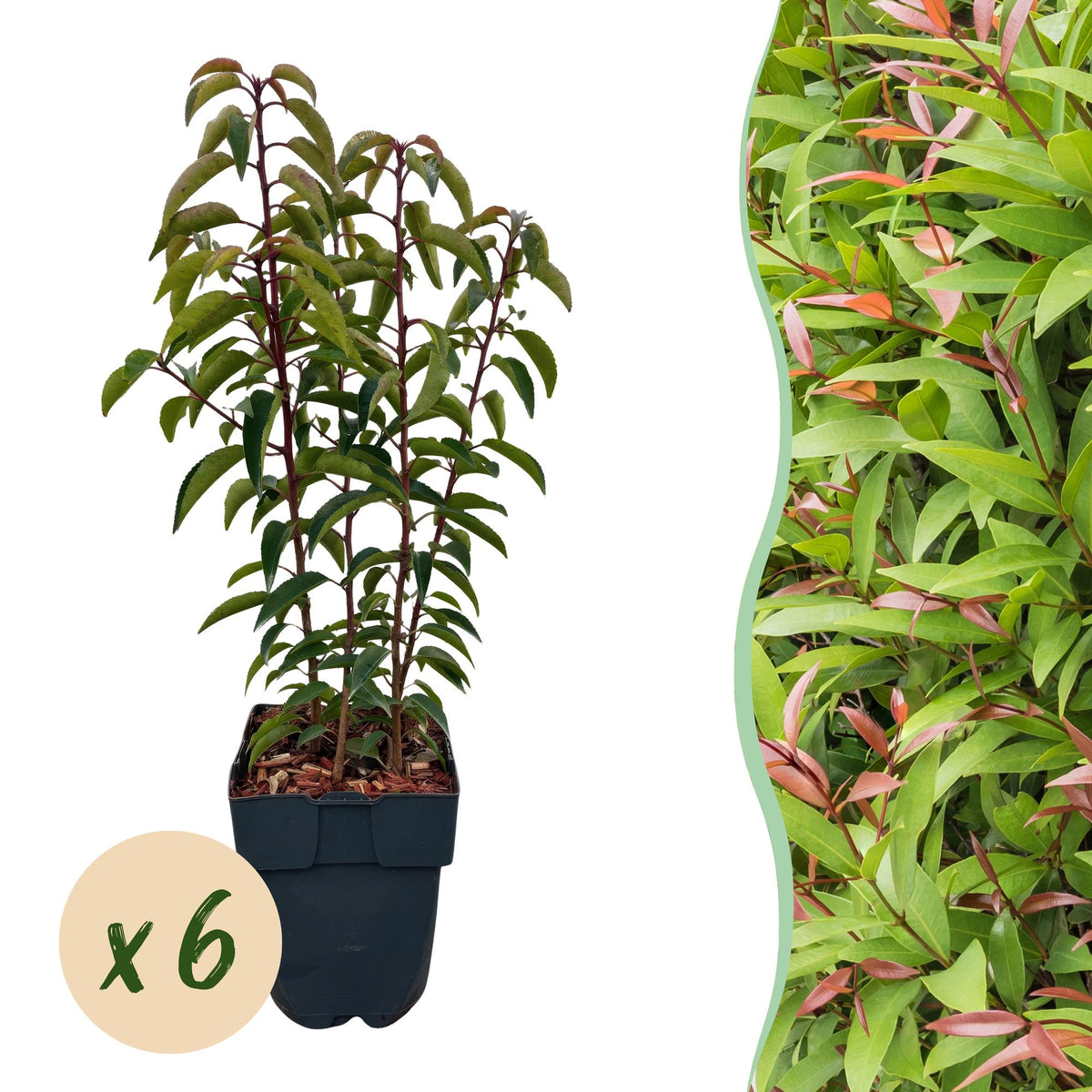 Sechs grüne Prunus lusitanica Angustifolia Heckenpflanzen im Topf, immergrün, 50cm hoch, für Hecken und Sichtschutz.