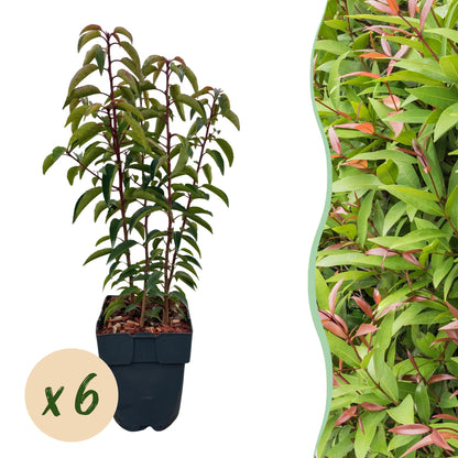 Sechs grüne Prunus lusitanica Angustifolia Heckenpflanzen im Topf, immergrün, 50cm hoch, für Hecken und Sichtschutz.