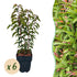 Sechs grüne Prunus lusitanica Angustifolia Heckenpflanzen im Topf, immergrün, 50cm hoch, für Hecken und Sichtschutz.