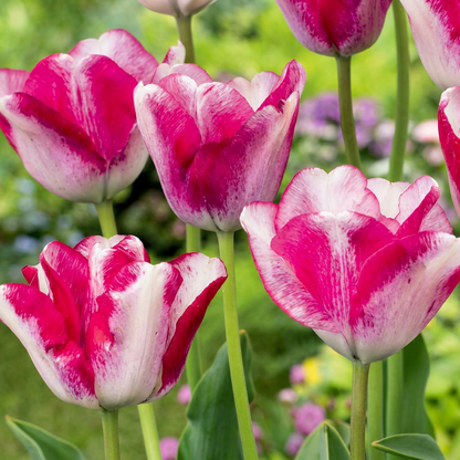 Tulpe Mata Hari – Tulipa online kaufen | 12 bis 96 Blumenzwiebeln, Rosa-Weiß &amp; auffällig – Wurzelwerk Design