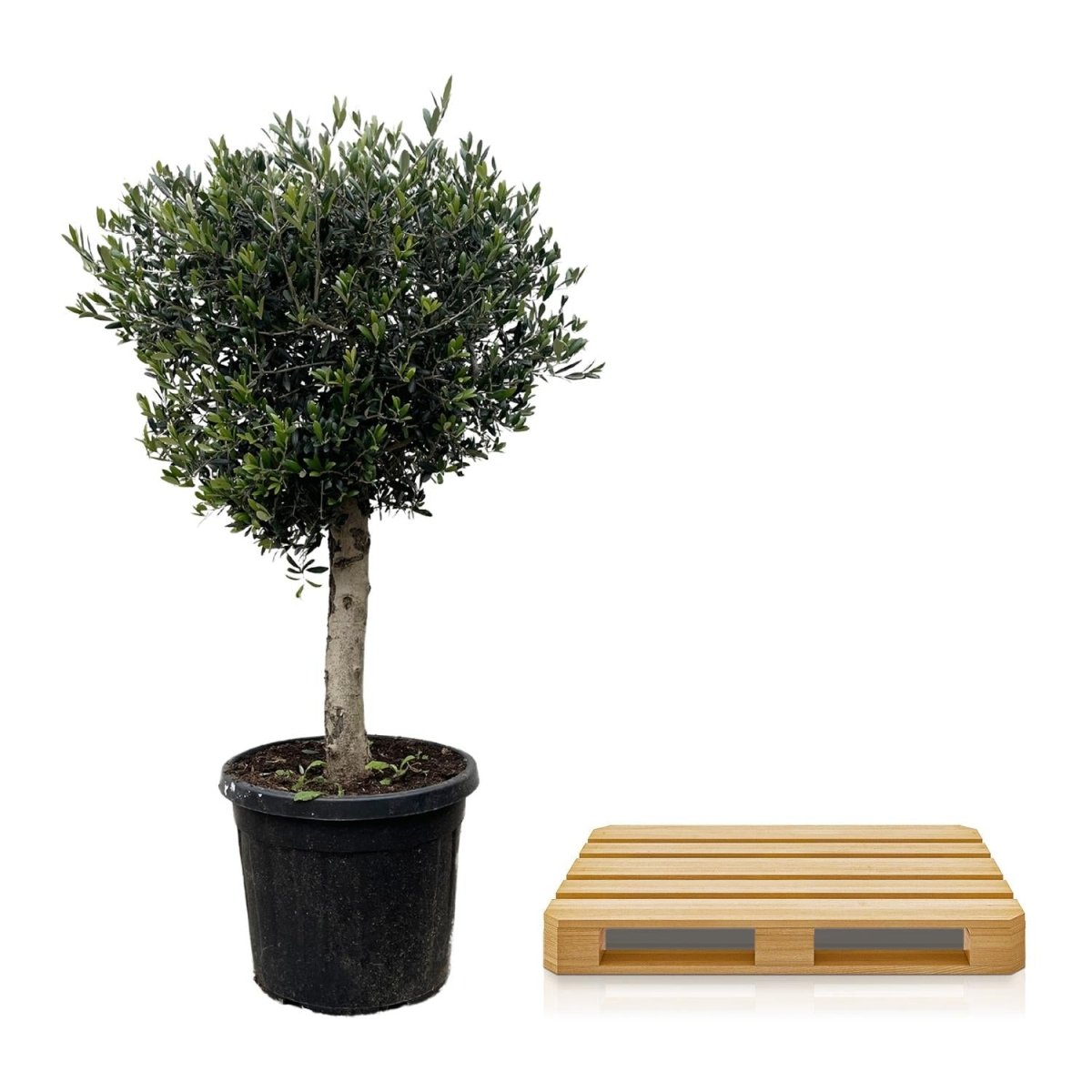 Olivenbaum kaufen – Olea europaea ‚Lorc&