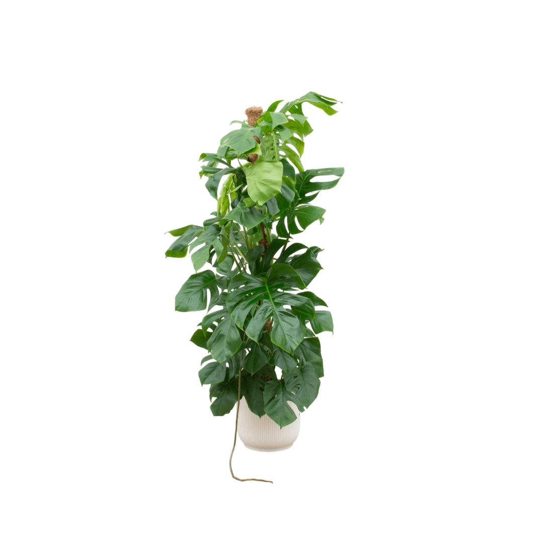 Monstera kaufen – Monstera Pertusum XL im Topf, ca. 120 cm - Wurzelwerk Design