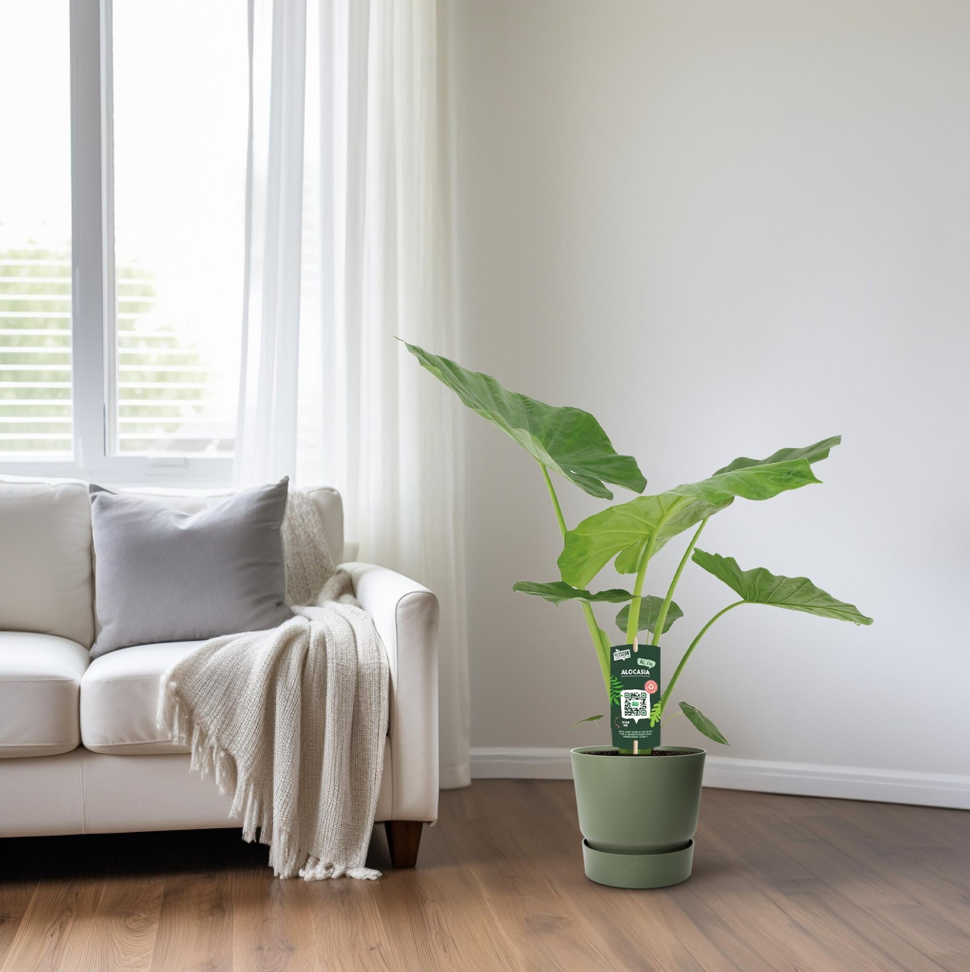 Everspring Alocasia Macrorrhiza Pflanze, 70 cm hoch, Topf mit 19 cm Durchmesser, grüne große Blätter, Zimmerpflanze