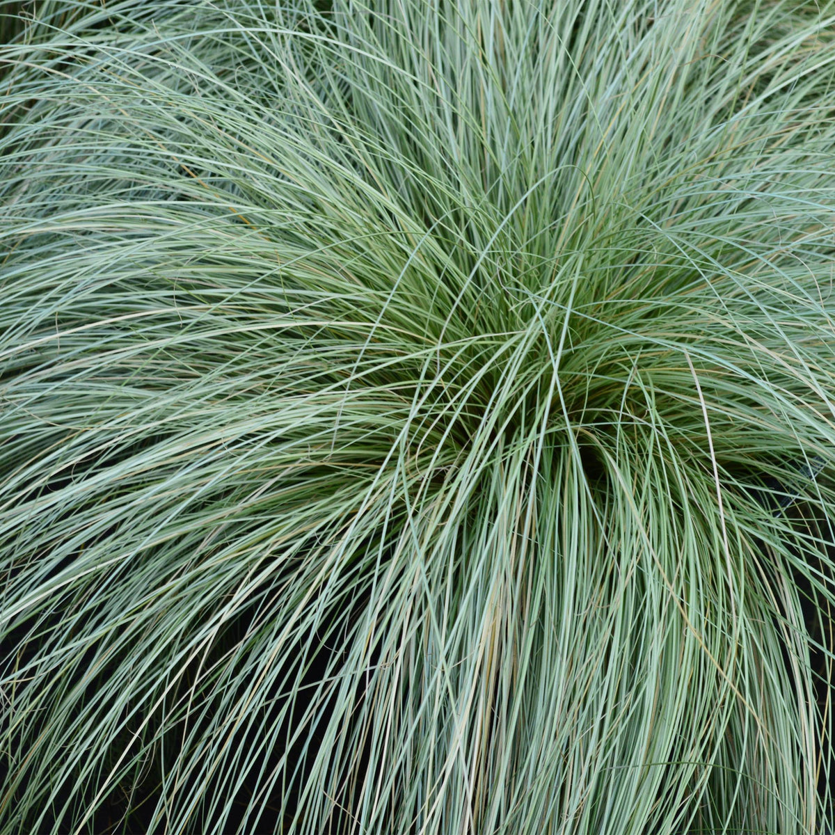 Zwei grüne Carex comans Frosted Curls Ziergräser im Topf, immergrün, pflegeleicht, Höhe 50cm, von Everspring.