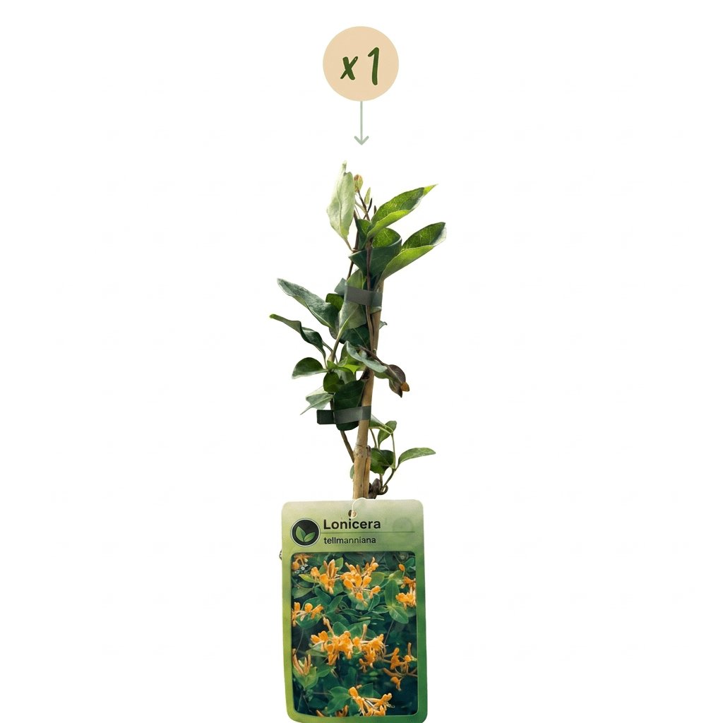 Tellmanns Geißblatt kaufen – Lonicera × tellmanniana | orange-gelb, Ø 9 cm, Höhe 35 cm - Wurzelwerk Design