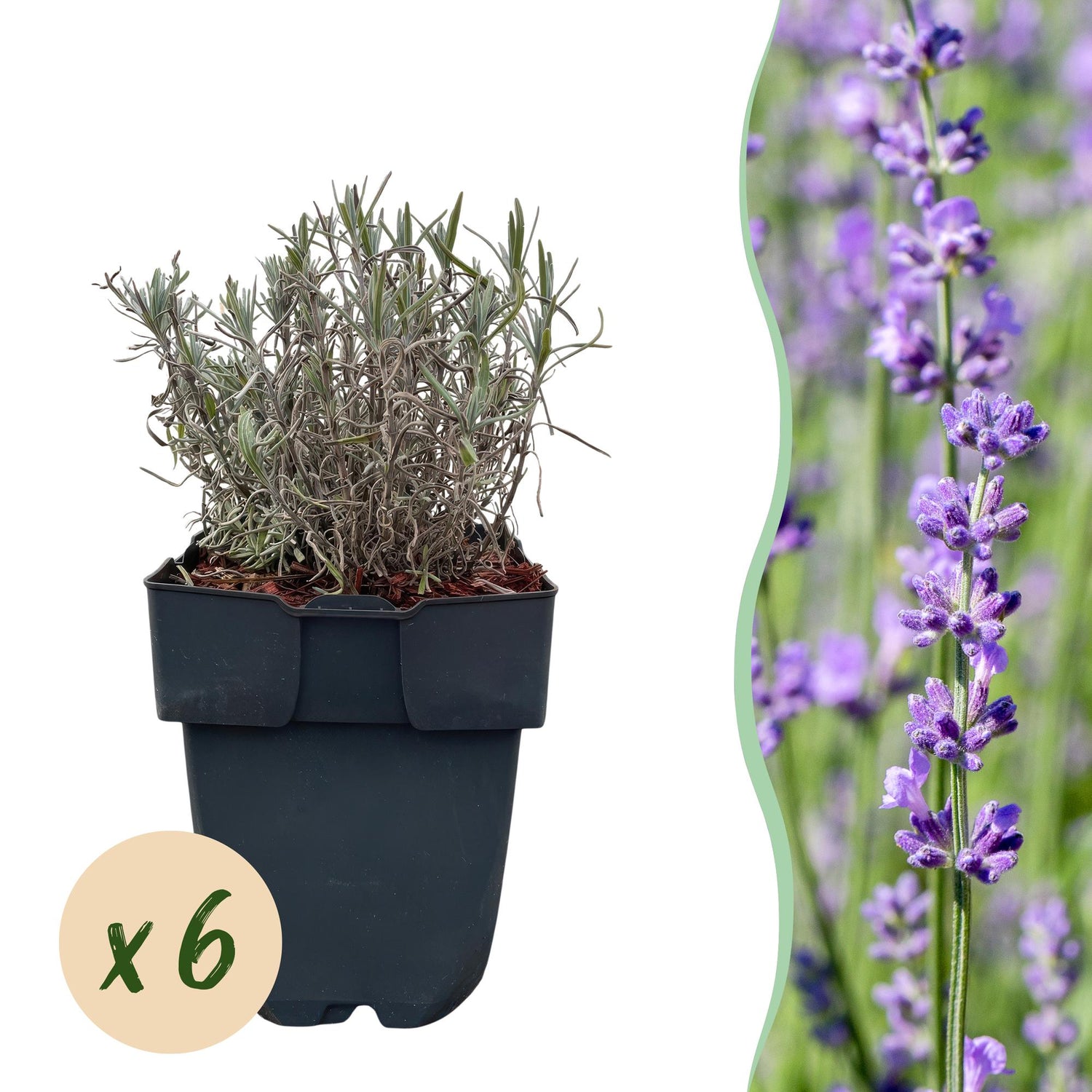 Lavendel Hidcote – Lavandula angustifolia online kaufen | 6 Pflanzen für 1 m Hecke, dunkelviolett &amp; bienenfreundlich – Wurzelwerk Design