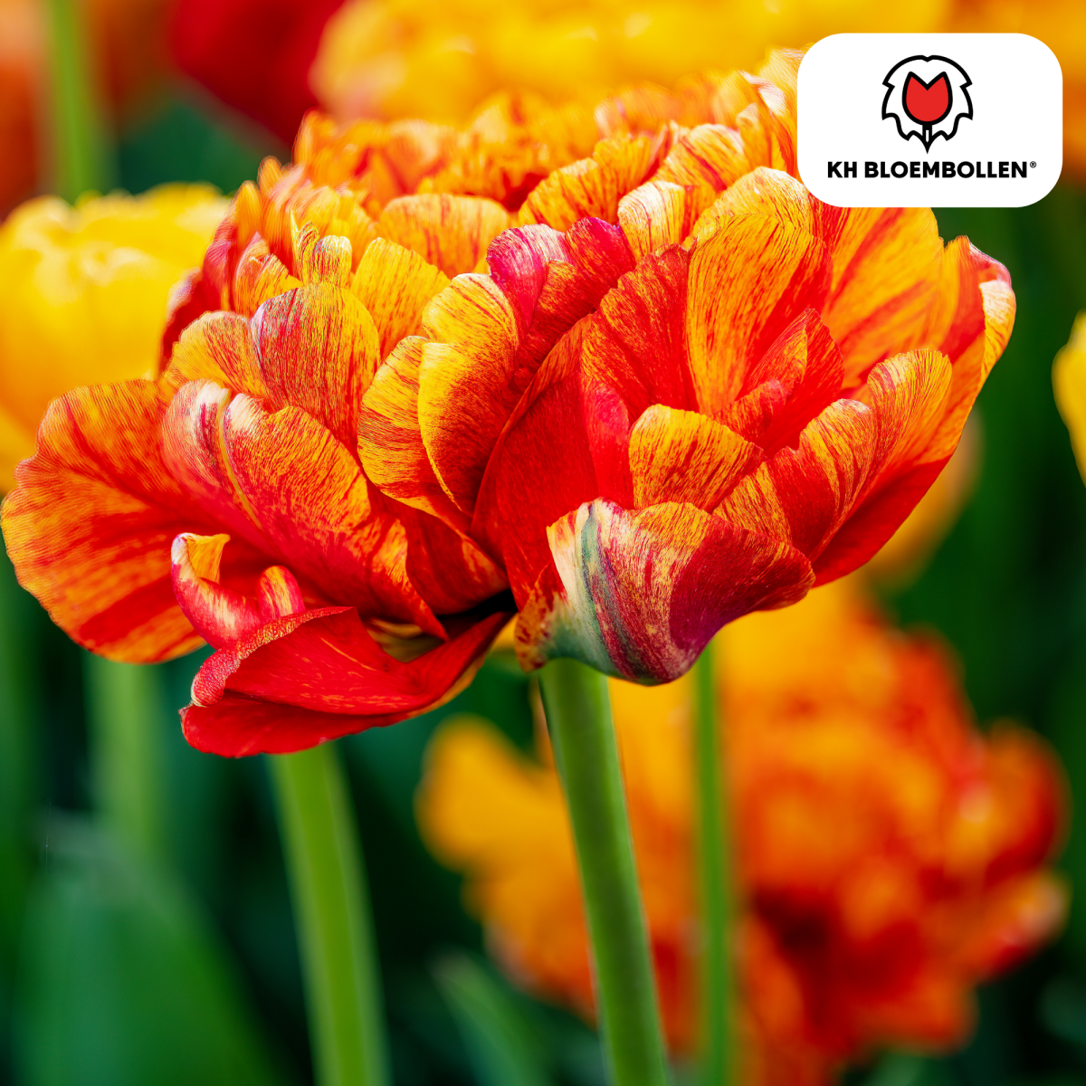 Gefüllte Tulpenzwiebeln Gudoshnik Double von Everspring, 20er-Pack, mit bunten, gefüllten Tulpen für Garten und Balkon.