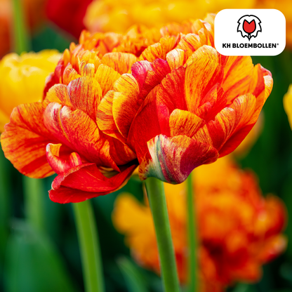 Gefüllte Tulpenzwiebeln Gudoshnik Double von Everspring, 20er-Pack, mit bunten, gefüllten Tulpen für Garten und Balkon.