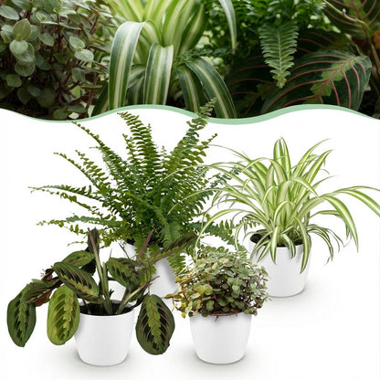 Vier Zimmerpflanzen im weißen, grauen oder Korb, inklusive Chlorophytum, Maranta, Calissia und Nephrolepsis, 25 cm hoch