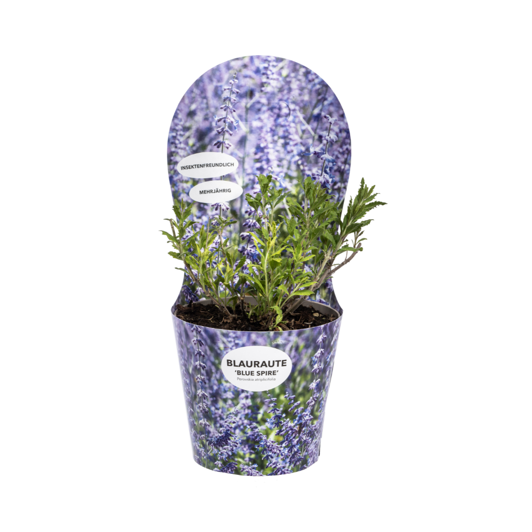 Blauraute Perovskia atriplicifolia | Ø19 cm Topf – Höhe 30–40 cm – Bienenfreundlich