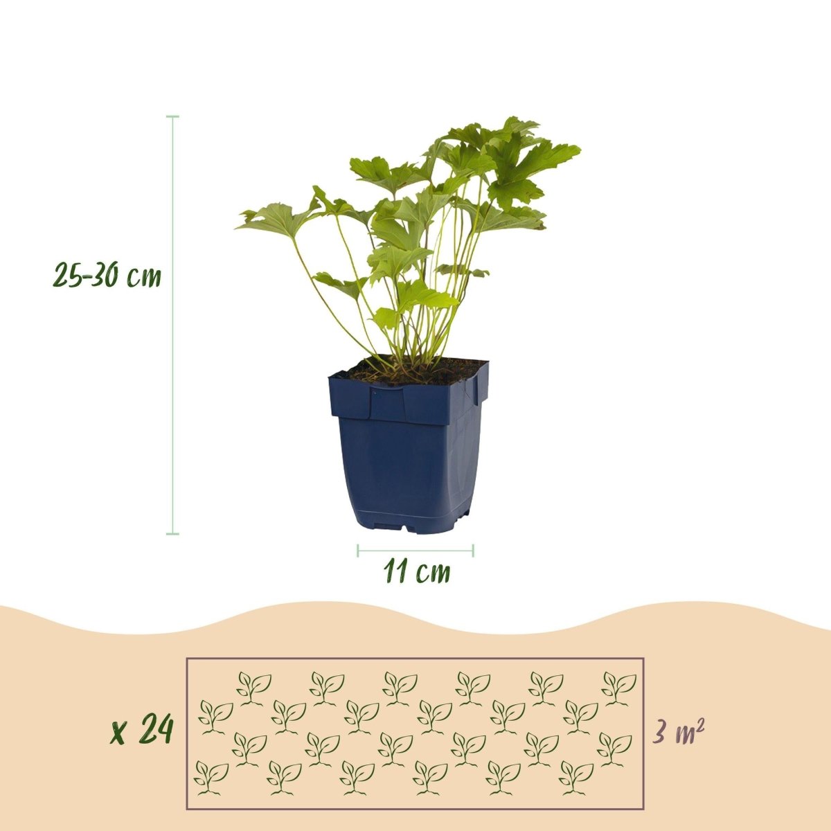 Stauden - Paket Schatten – 24 winterharte Stauden für 3 m² | Pflegeleicht - Wurzelwerk Design