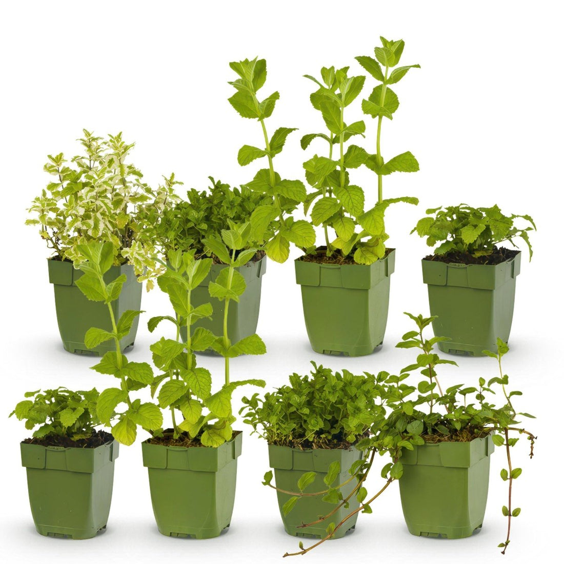 Kräuter - Paket - Kräutertee - 8 Stauden - Für 1 m² - Verschiedene Farben - Wenig Pflege - Topf 11 cm - Wurzelwerk Design