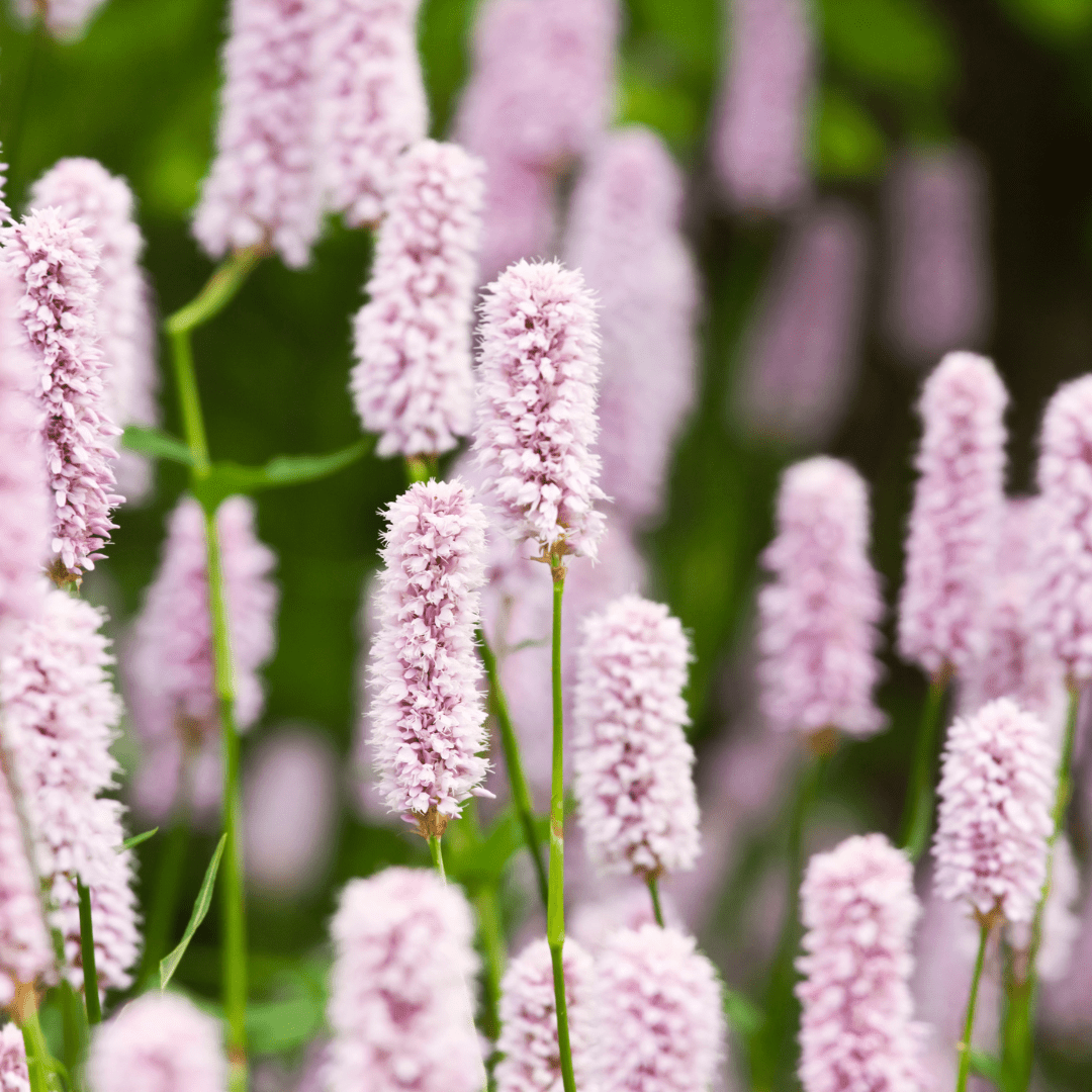 Sechs Persicaria &