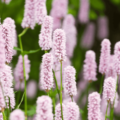 Sechs Persicaria &