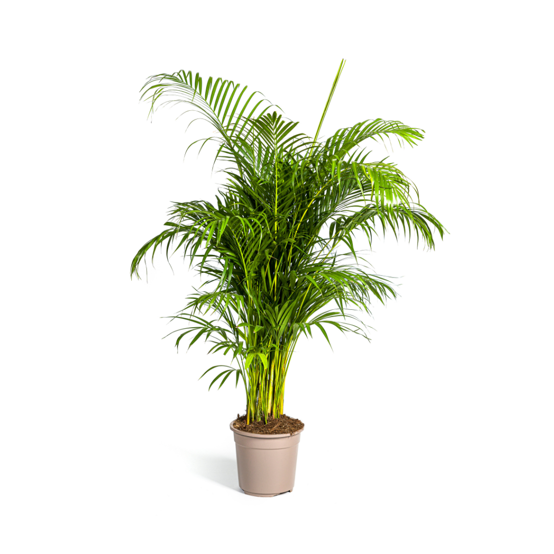 Everspring Areca Palme, 150 cm oder 230 cm hohe Zimmerpflanze mit grünen, gefiederten Blättern, dekorativ für Innenräume