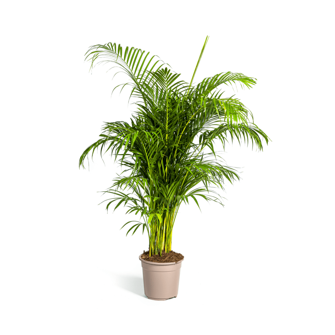 Areca Palme (Dypsis lutescens) 150 cm oder 230 cm - Wurzelwerk Design