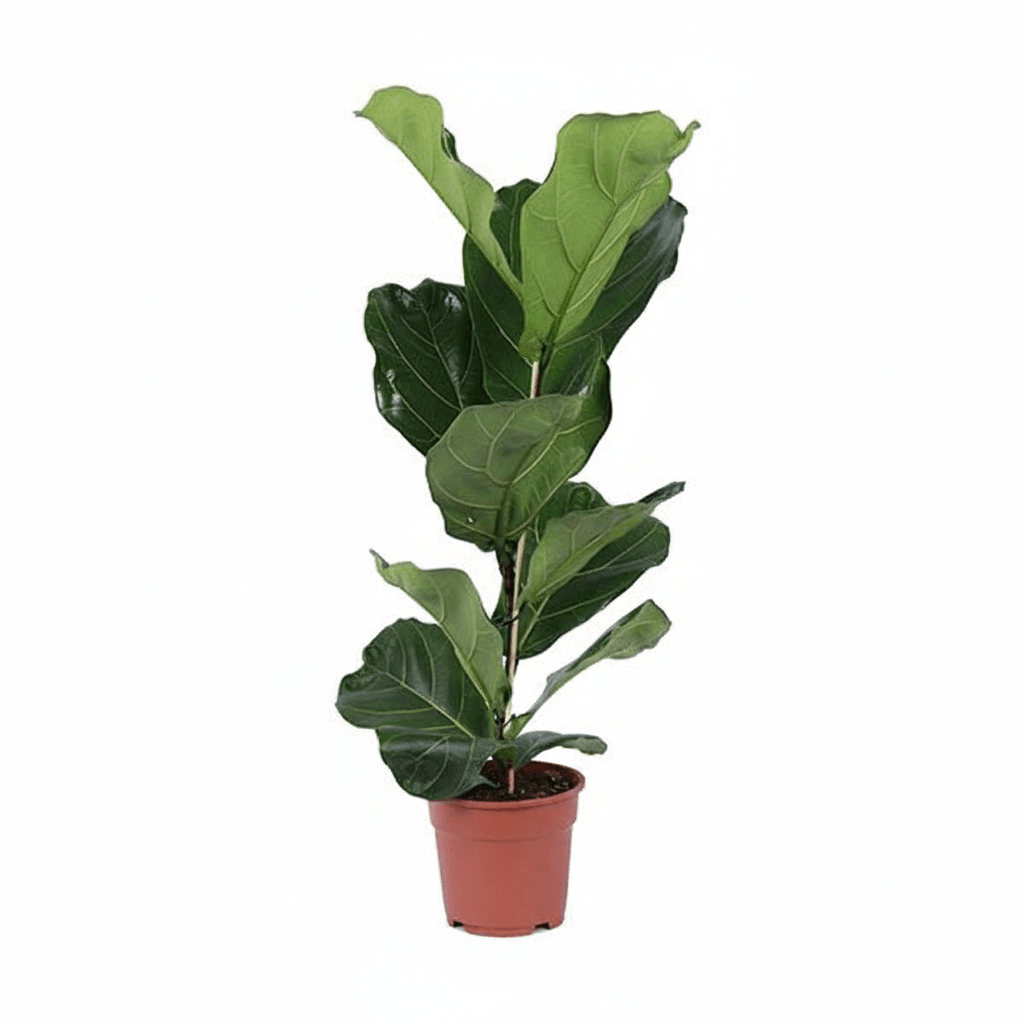 Ficus Lyrata kaufen – Geigenfeige 80–270 cm | auf Stamm - Wurzelwerk Design