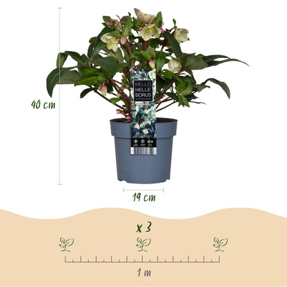 Helleborus &