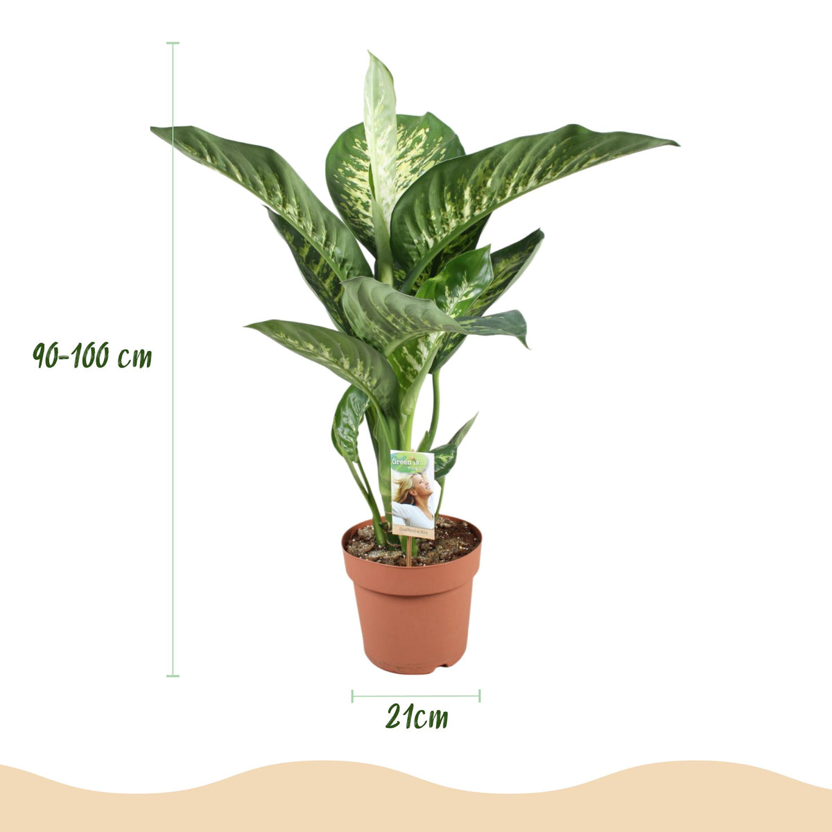 Everspring Diefenbachia Tropic Snow mit grauer und weißer Topfpflanze, Höhe 90-100cm, grüne und weiße Blätter, Nahaufnahme