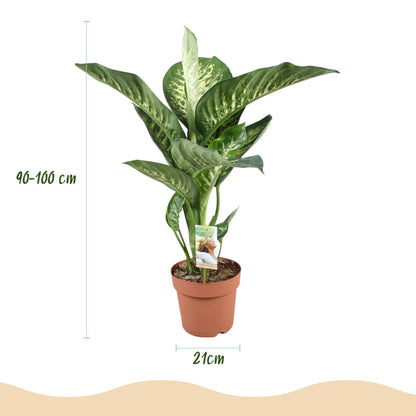 Everspring Diefenbachia Tropic Snow mit grauer und weißer Topfpflanze, Höhe 90-100cm, grüne und weiße Blätter, Nahaufnahme