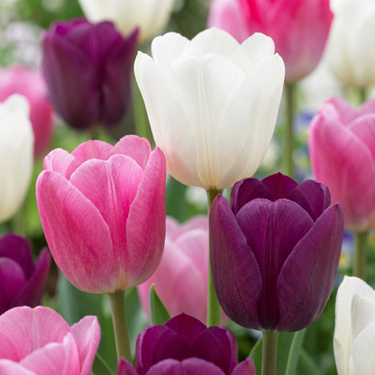 Tulpen-Mischung Pastell – Tulipa online kaufen | 24 bis 280 Blumenzwiebeln in zarten Pastelltönen – Wurzelwerk Design