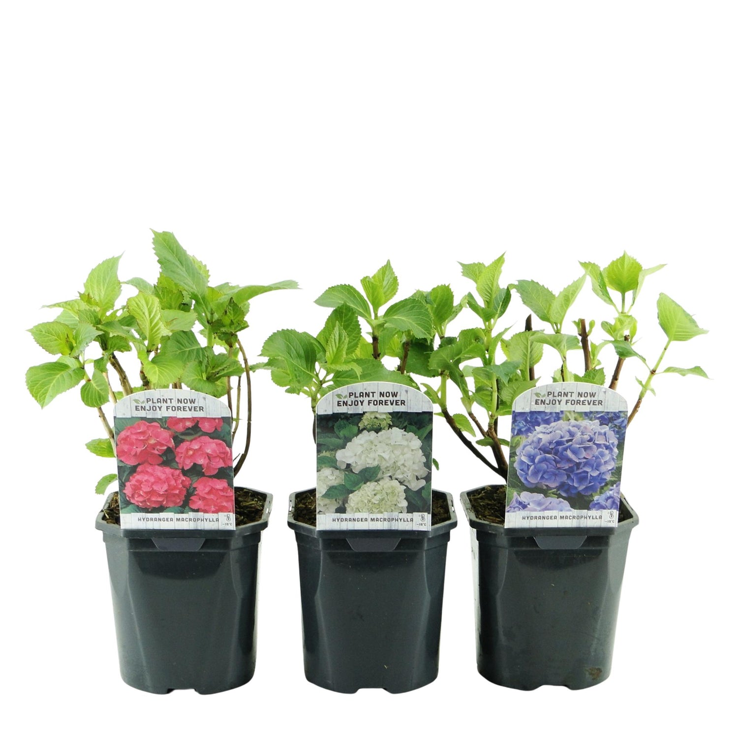 Drei Everspring Hortensien macrophylla Tricolour mit blauen, rosa und weißen Blüten, 17cm Topf, laubabwerfend, pflegeleicht