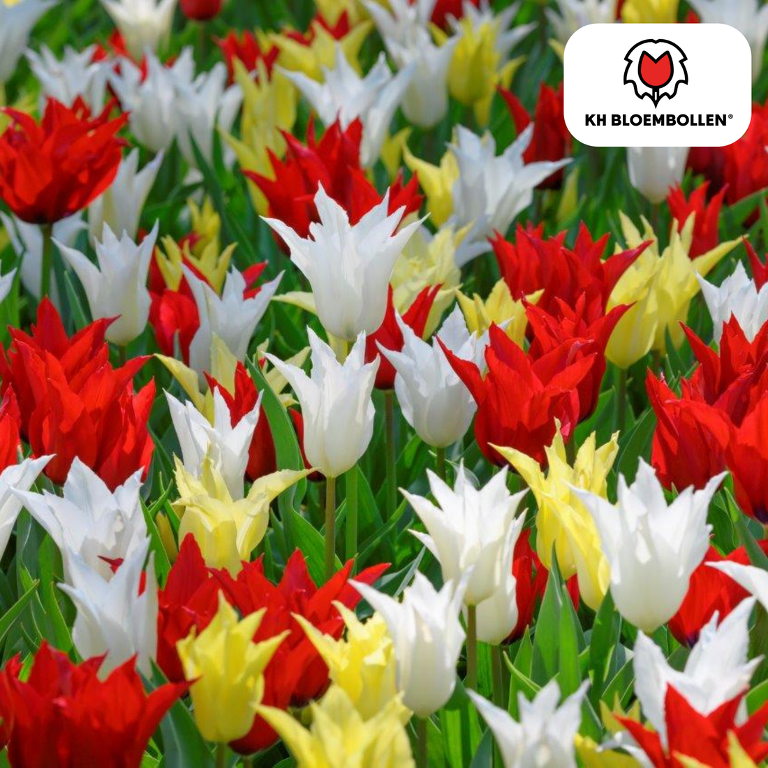Everspring Tulpenzwiebeln Tres Chic Mix, 20 Stück, stilvoll und edel, in der Nähe, mit bunten Tulpenzwiebeln für den Garten
