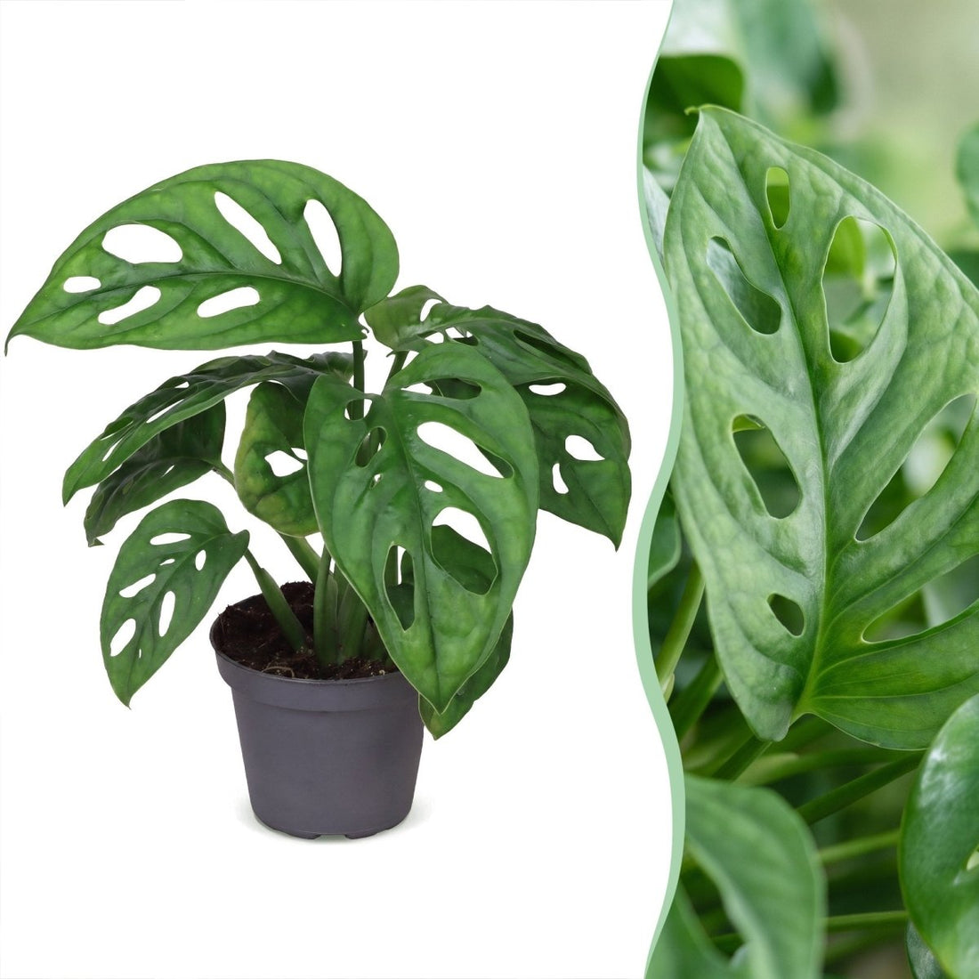 Monstera obliqua kaufen – Babypflanze | grün, Lochblätter, Ø 6 cm, Höhe 12 cm - Wurzelwerk Design
