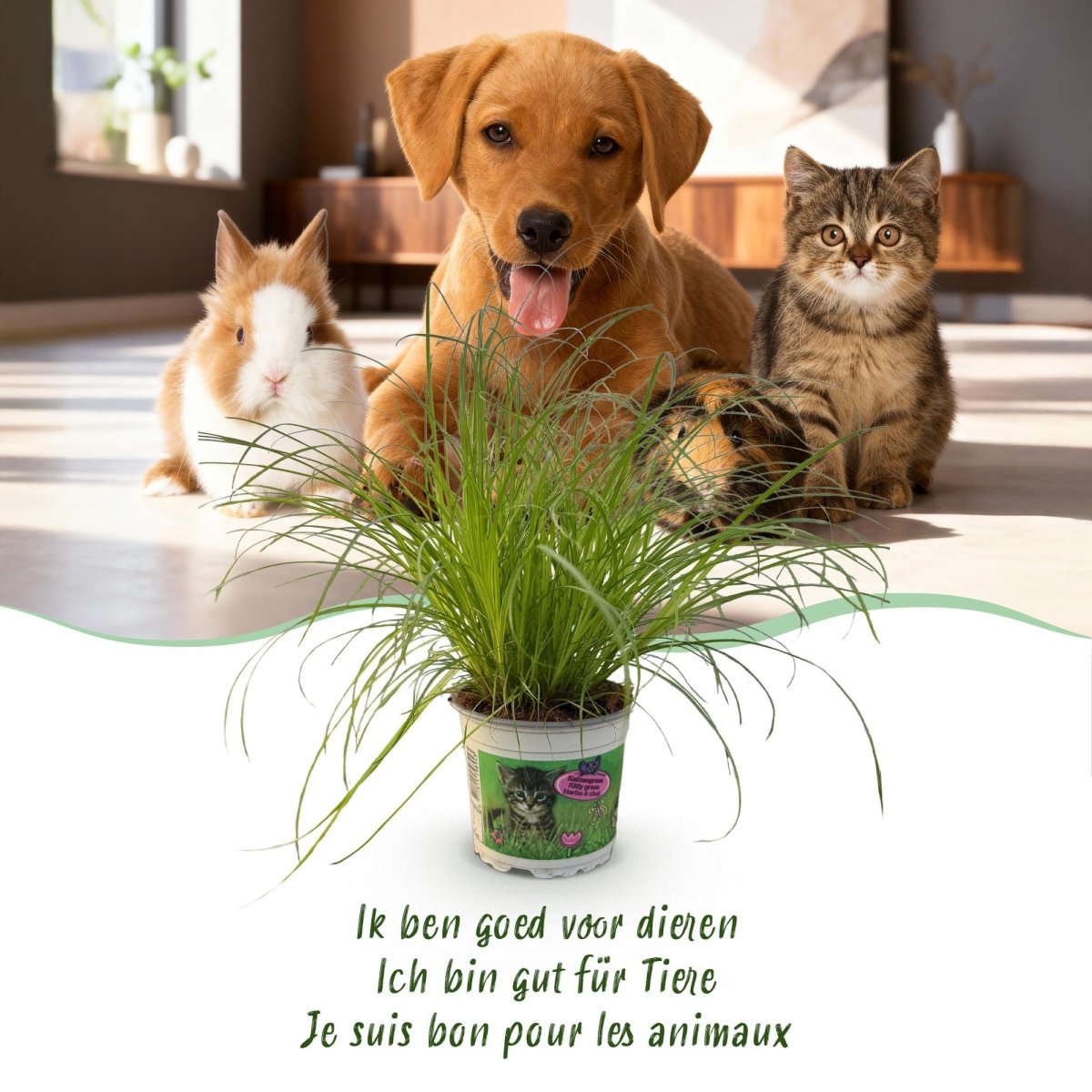 Katzenpflanze kaufen | Cyperus alternifolius Zumula – Topf Ø 12 cm - Wurzelwerk Design