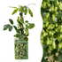 Hopfen &