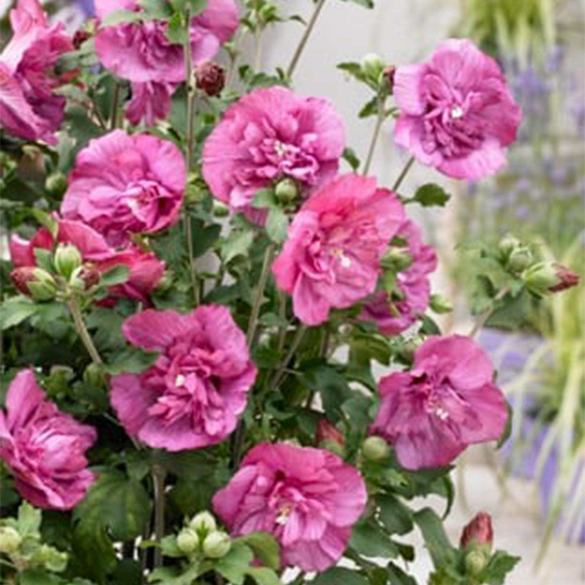 Hibiscus syriacus Magenta Chiffon® Topfpflanze mit rosa Blüten, laubabwerfend, winterhart, 19cm Topf, 90cm Höhe, Everspring
