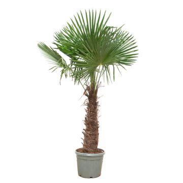Trachycarpus fortunei – winterharte Hanfpalme im Topf für Garten, Terrasse oder Balkon