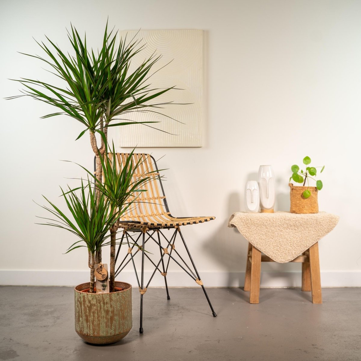 Dracaena Marginata kaufen – Drachenbaum mit Topf oder Korb - Wurzelwerk Design