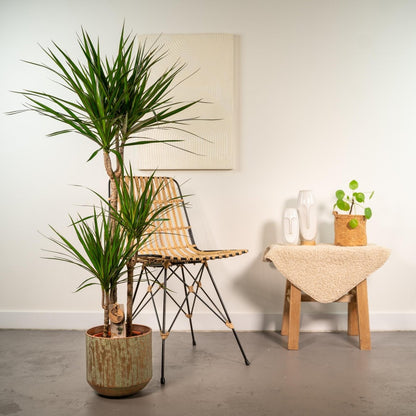 Dracaena Marginata kaufen – Drachenbaum mit Topf oder Korb - Wurzelwerk Design