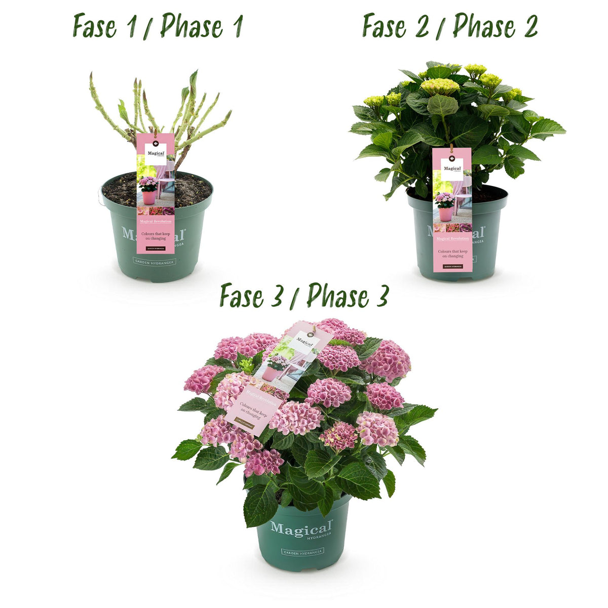 Everspring Hortensie Magical Revolution Pink im Topf, 23cm Durchmesser, 55cm hoch, mit pinken Blüten und 6-10 Blumen.