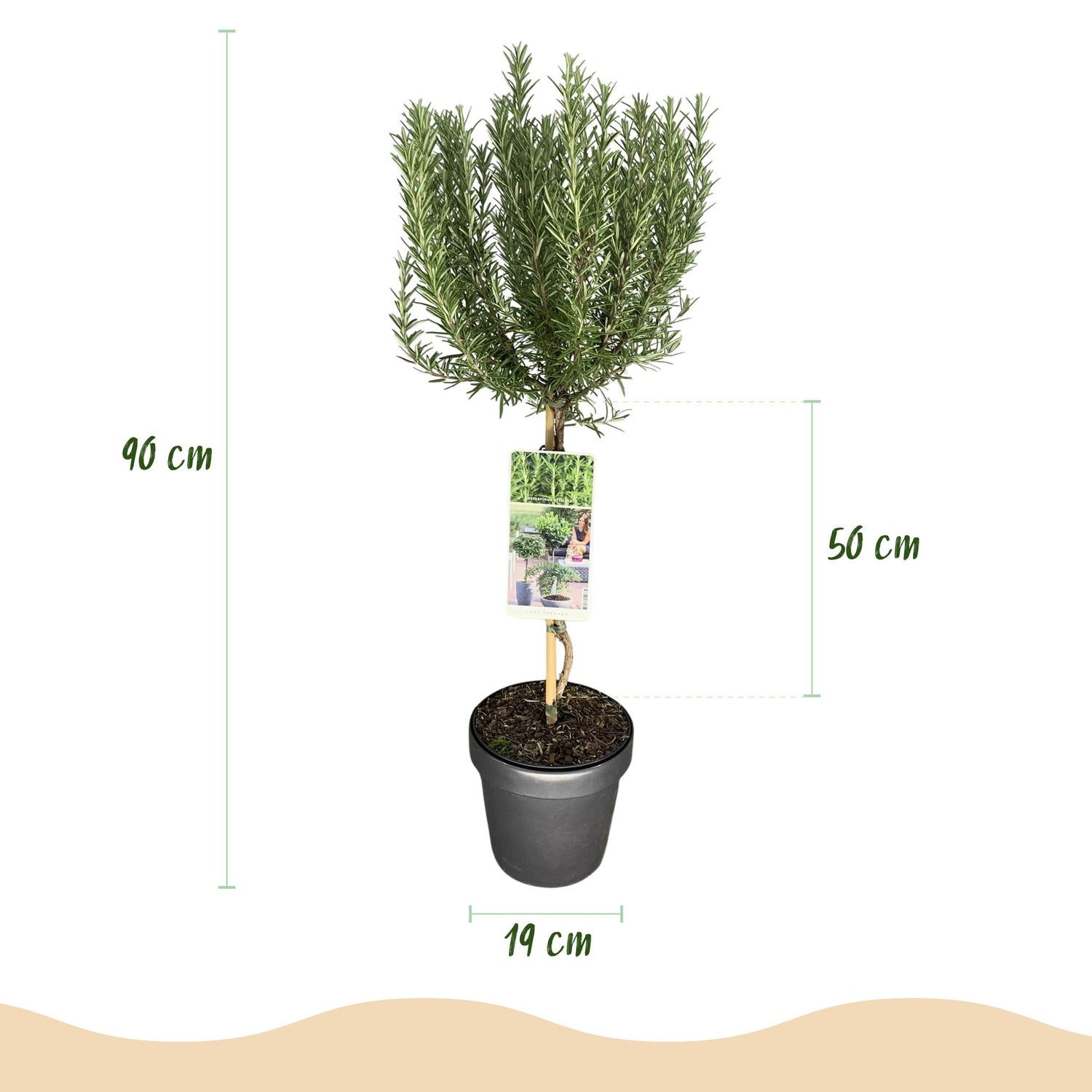 Rosmarinus officinalis - Terrassen Pflanze - Topf 19cm Höhe 90cm