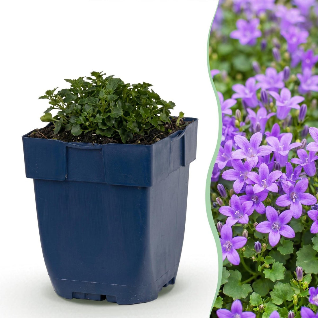 Dalmatiner-Glockenblume kaufen | Campanula portenschlagiana, 6er-Set - Wurzelwerk Design