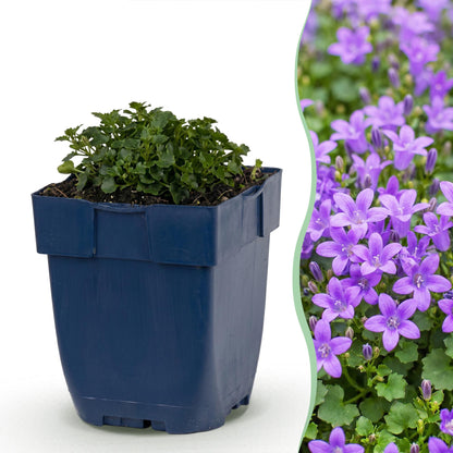 Dalmatiner-Glockenblume kaufen | Campanula portenschlagiana, 6er-Set