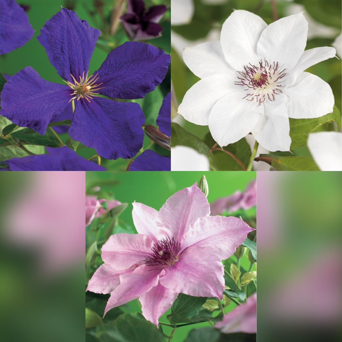 Clematis &