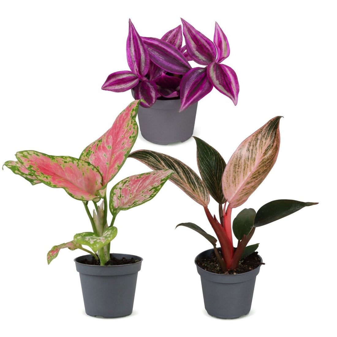 Zimmerpflanzen-Mix kaufen – 3 tropische Babypflanzen | Überraschungsmix, Ø 6 cm, Höhe 10–15 cm - Wurzelwerk Design
