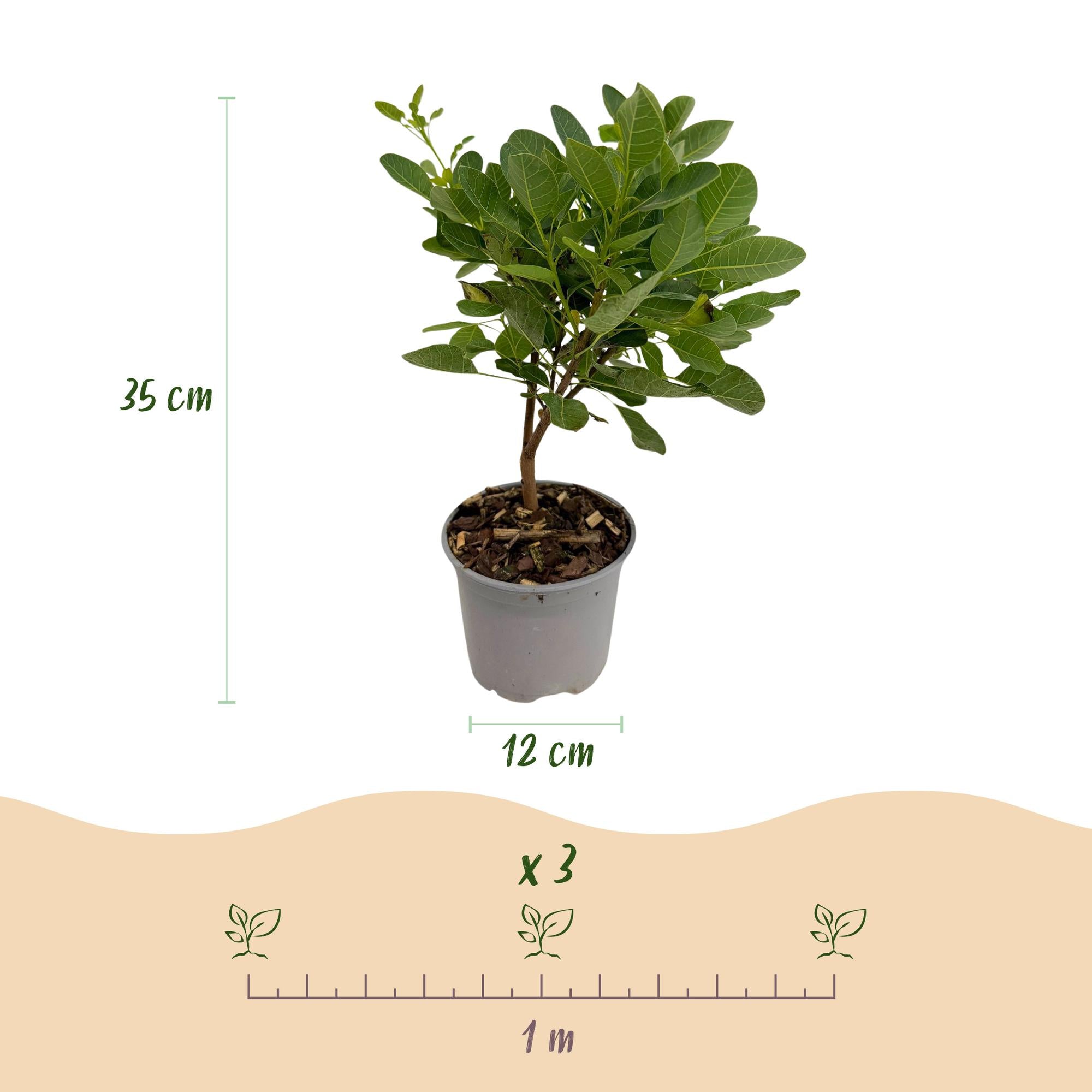 Everspring Cotinus coggygria ‘Young Lady’ Perückenstrauch, 35 cm hoch, grüne Blätter, junge Pflanze, Gartenpflanze