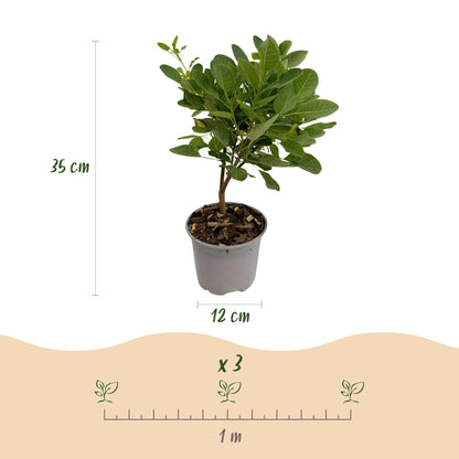 Everspring Cotinus coggygria ‘Young Lady’ Perückenstrauch, 35 cm hoch, grüne Blätter, junge Pflanze, Gartenpflanze