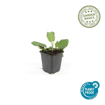 Salvia nemorosa ‘Mainacht’ – 24 Stück, Ø 9 cm Topf, Höhe 10–25 cm – Duftender, winterharter Ziersalbei für Garten &amp; Bienen - Wurzelwerk Design