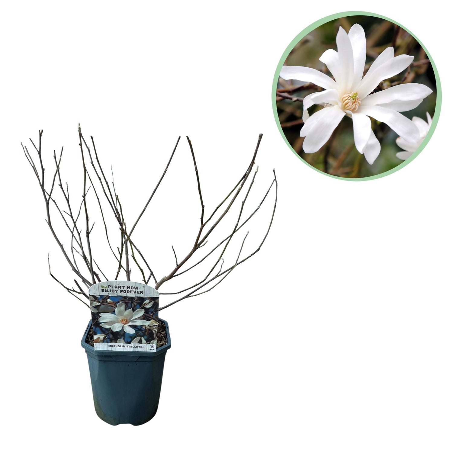 Magnolia Stellata - Blüte Weiß - 1 Pflanze - Laubabwerfend - Wenig Pflege - Topf 17cm Höhe 45cm