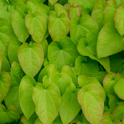 6x Epimedium rubrum - Rote Elfenblume ↕10-25cm - Ø9cm