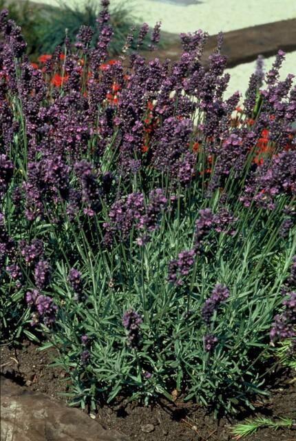 24 Lavandula angustifolia &