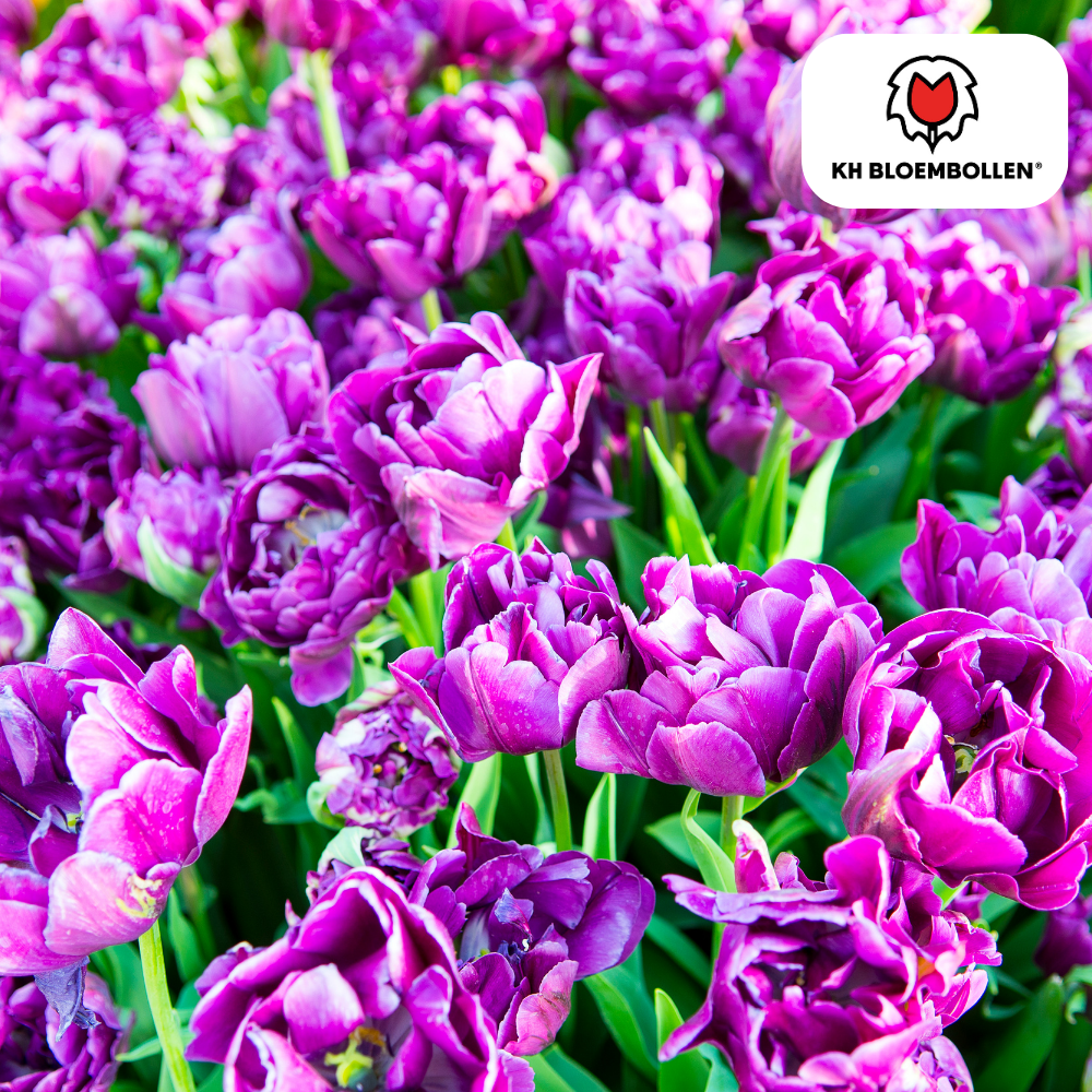 Double Flag Tulpen – 20 Zwiebeln | Gefüllte violette Blüten - Wurzelwerk Design
