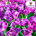 Double Flag Tulpen – 20 Zwiebeln | Gefüllte violette Blüten - Wurzelwerk Design