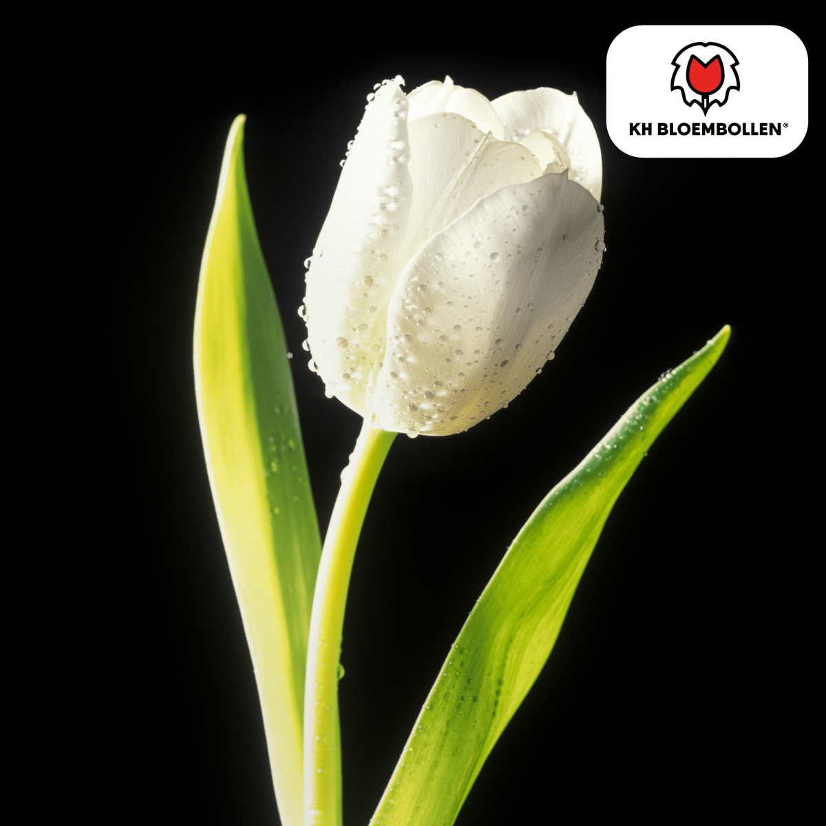 Catherina Tulpenzwiebeln – 20er - Pack | Weiß &amp; edel - Wurzelwerk Design