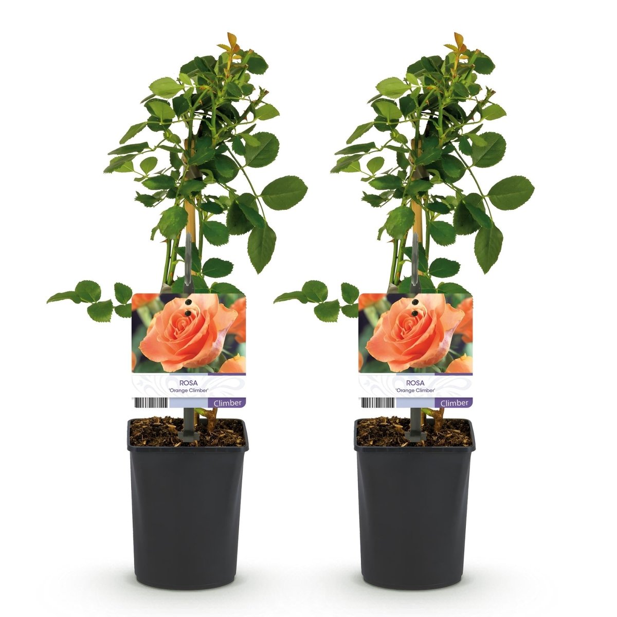 Kletterrose - Rosa Orange Climber - Blüte Orange - Wenig Pflege - 2 Pflanzen - Topf 11cm Höhe 40cm - Wurzelwerk Design